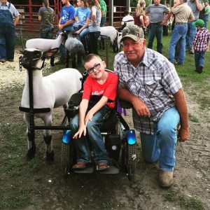 Layton Stronger's grandfather Terry Wynne bought Layton sheep for his birthday and built an adaptive device that attaches to Layton's wheelchair. This allows him to pull his sheep through the show ring. PHOTO-Jenna Wynne
