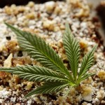 Marijuana brownies