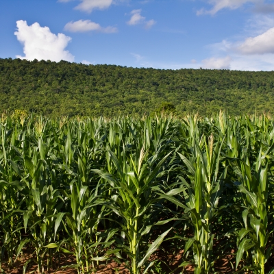 Rains keep planting progress behind