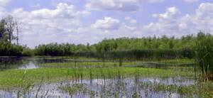 MDC To Offer Wetlands Field Day