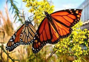 More milkweed in the heartland