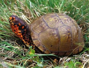 three-toed-box-turtle-10-28-11_crop