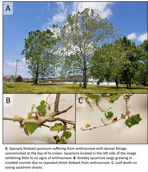 Wet Weather Leads To Increase In Infections In Sycamore Trees Kmzu The Farm 100 7 Fm