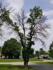 Ash tree infested with EAB. Courtesy USDA.