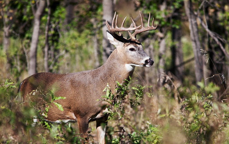deer-and-turkey-harvest-numbers-and-hunting-injuries-released-kmzu
