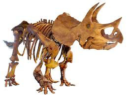 dig a dinosaur skeleton triceratops