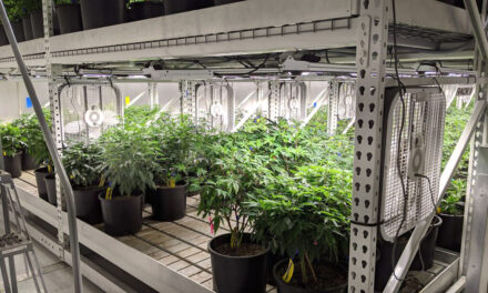 Things turning up green for Carrollton’s marijuana industry