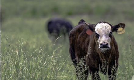Spring Pasture Management for Cattle