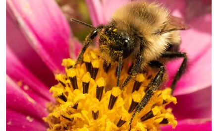 Celebrating Pollinator Week with MU Extension horticulture specialists