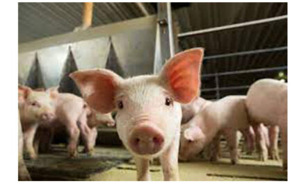 Lawmakers ask Biden administration to help hog farmers
