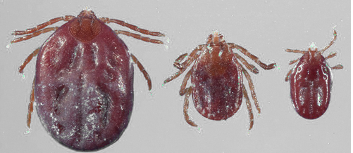 Asian Longhorned Tick Confirmed in Missouri | KMZU The Farm 100.7 FM