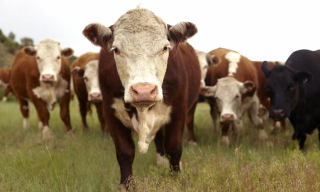 Record May First Cattle Feedlot Inventory