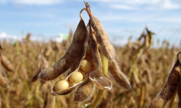 Soybean Planting Progress Continues Sluggish