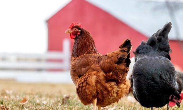 Fewer Poultry Losses Expected in Current Avian Influenza Outbreak VS 2015